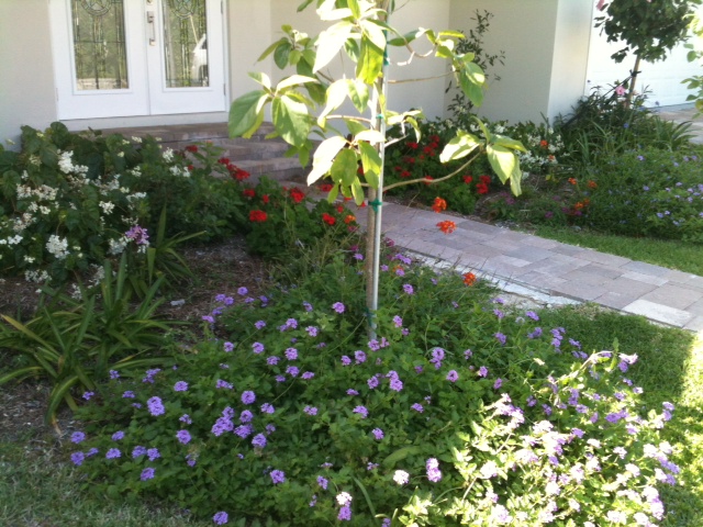 Xeriscape, Landscaping, South Florida