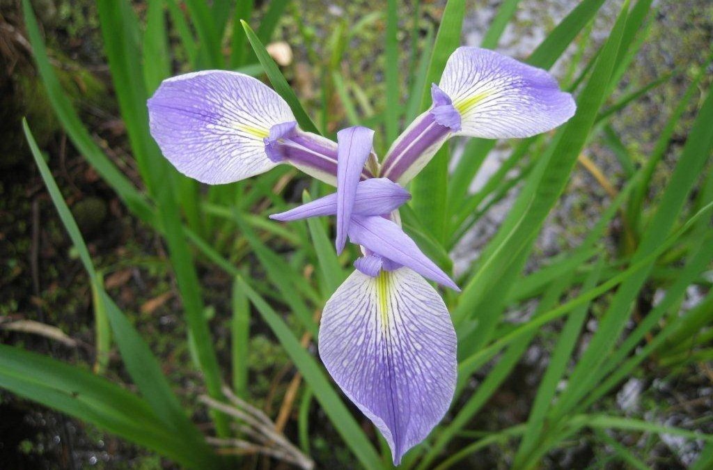 Prairie Iris