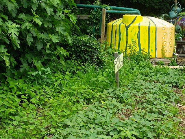 Why should you be harvesting rainwater?