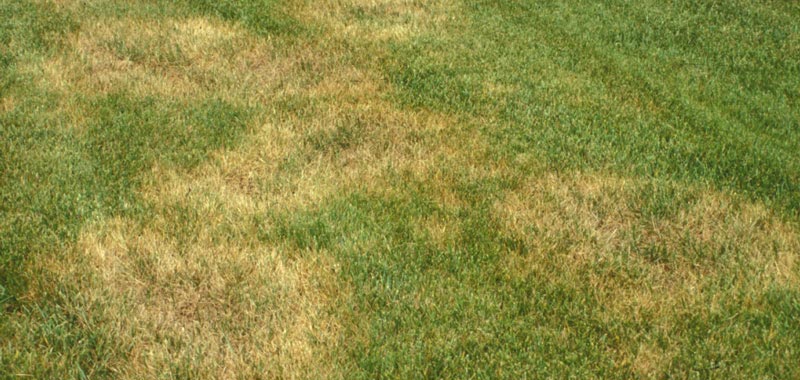 How to Avoid Lawn Fungus During Fall, Winter and Spring