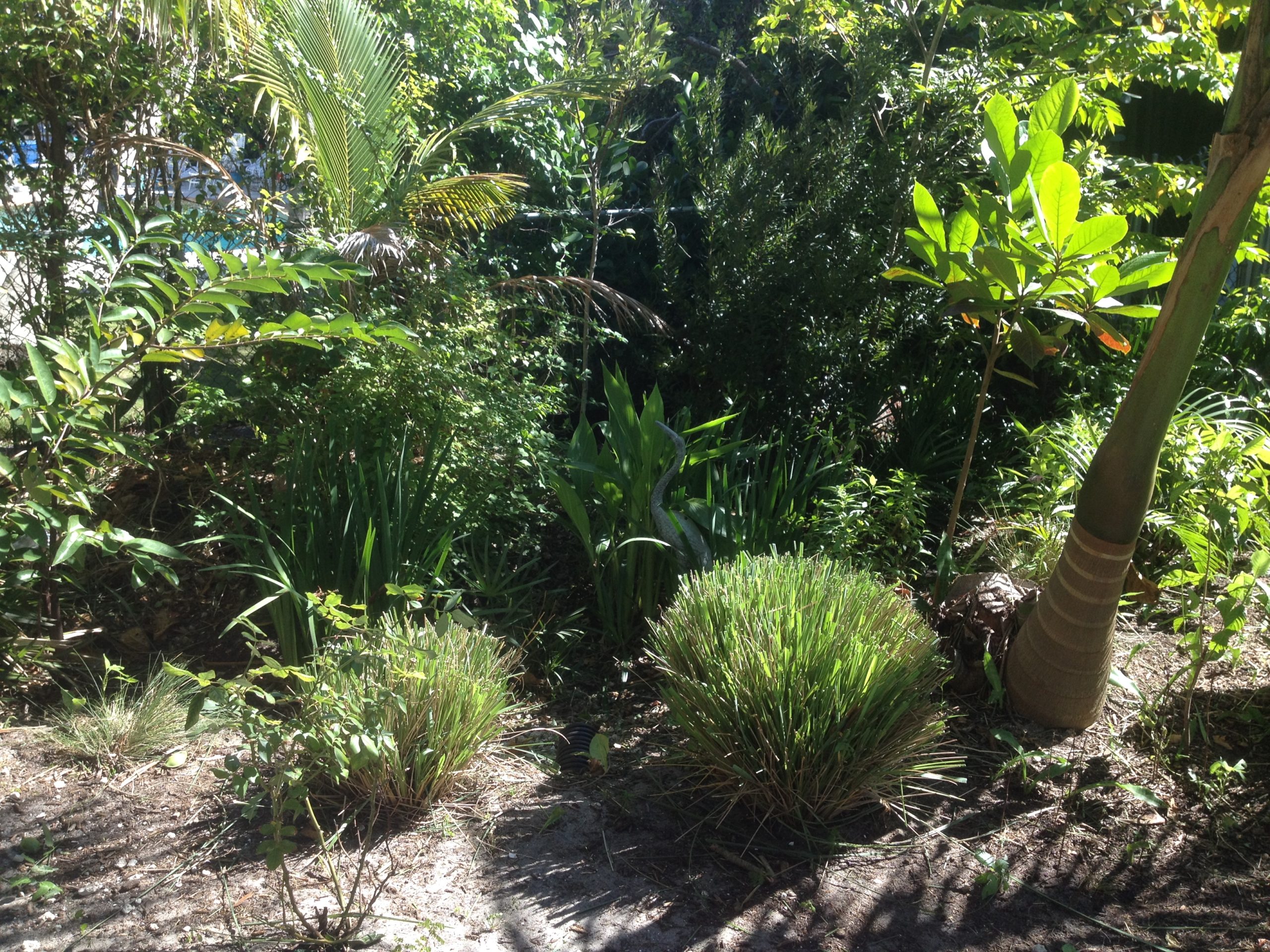Rain Garden Design in South Florida - Sustainscape