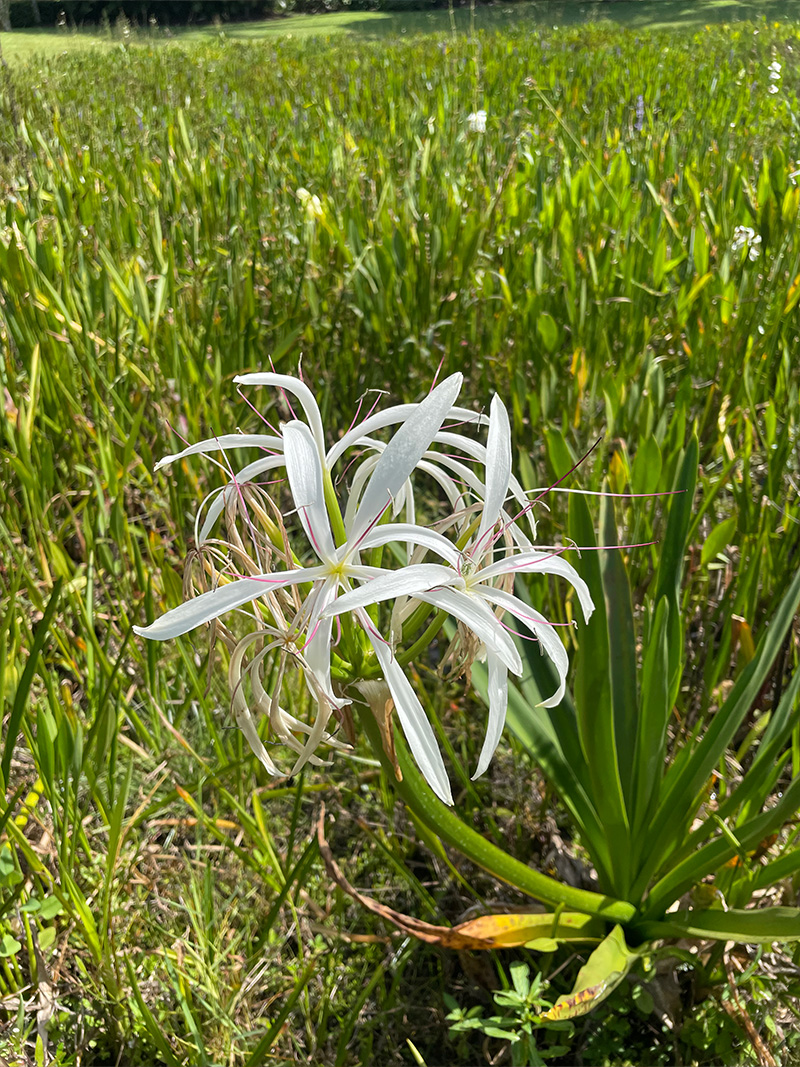 Native Spider Lily flourishing in fresh water lakeside