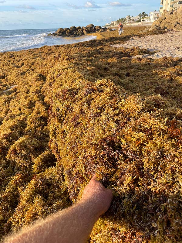 Continuous research on ocean algae