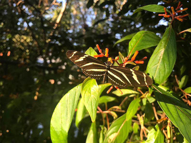 Zebra Longwing - FL state butterfly